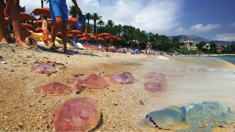 meduses-sur-les-plages-voici-les-departements-concernes