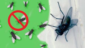 infestations-pour-eviter-les-problemes-ne-tuez-plus-les-mouches-chez-vous