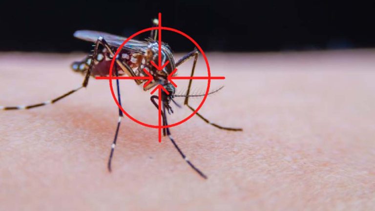 moustiques-tigre-des-produits-efficaces-pour-eviter-les-piqures-cet-ete